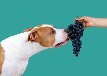 prevenir intoxicação por uva em cães