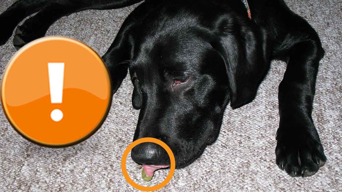 quanto tempo cachorro leva para passar mal após comer uva
