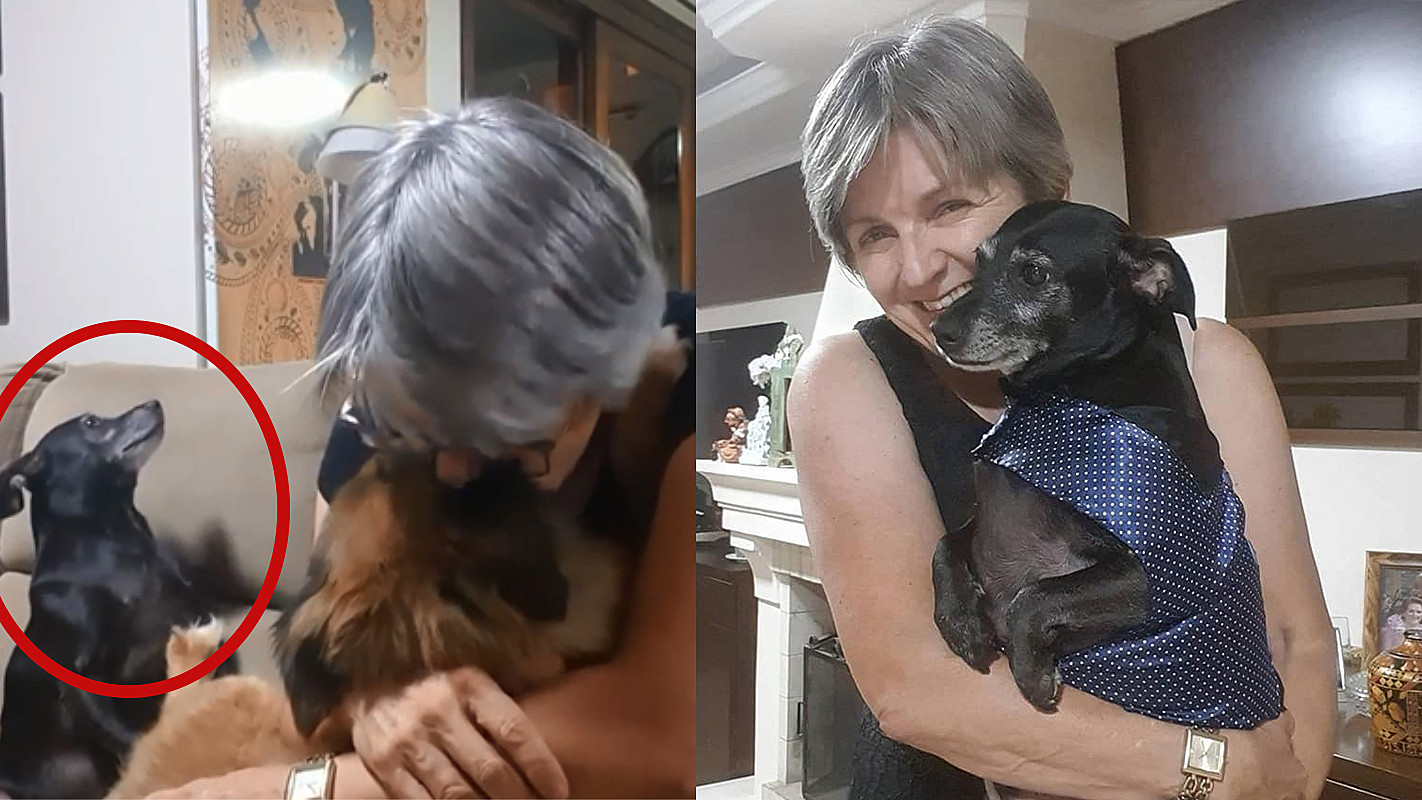 cachorro pode sentir ciúmes