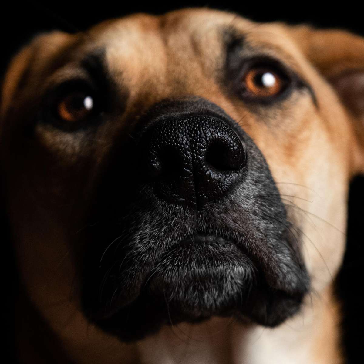 cachorro com ciúmes do dono