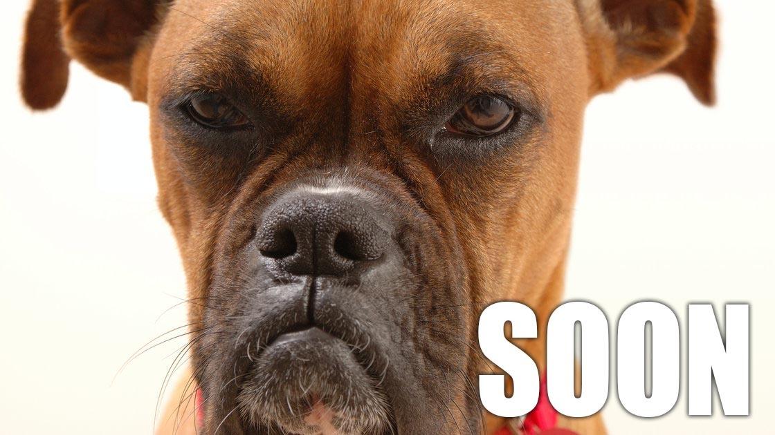 comportamento ciumento em cachorros