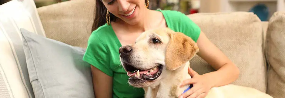 sinais de ciúmes caninos