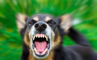 cachorro com ciúmes do dono