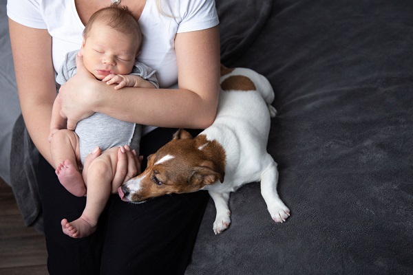 comportamento ciumento em cachorros