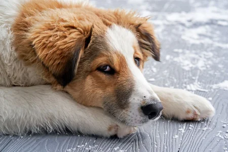 comportamento ciumento em cachorros