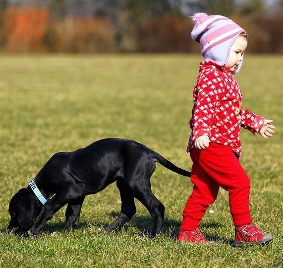 entender ciúme de cachorro