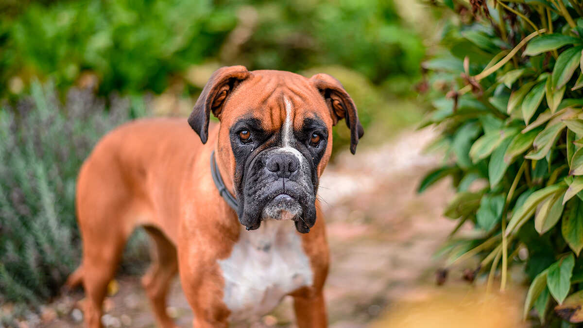 sinais de ciúmes caninos