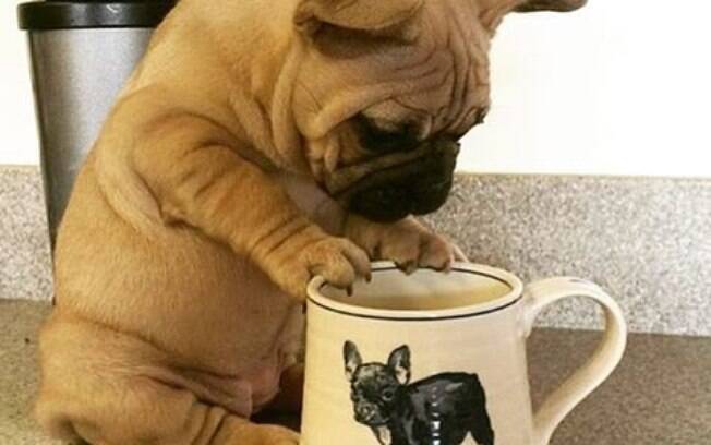 meu cachorro comeu pó de café