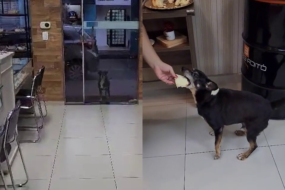 o que fazer se meu cachorro tomou café