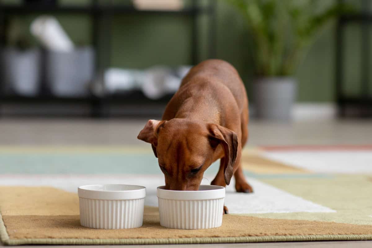 o que fazer se meu cachorro tomou café