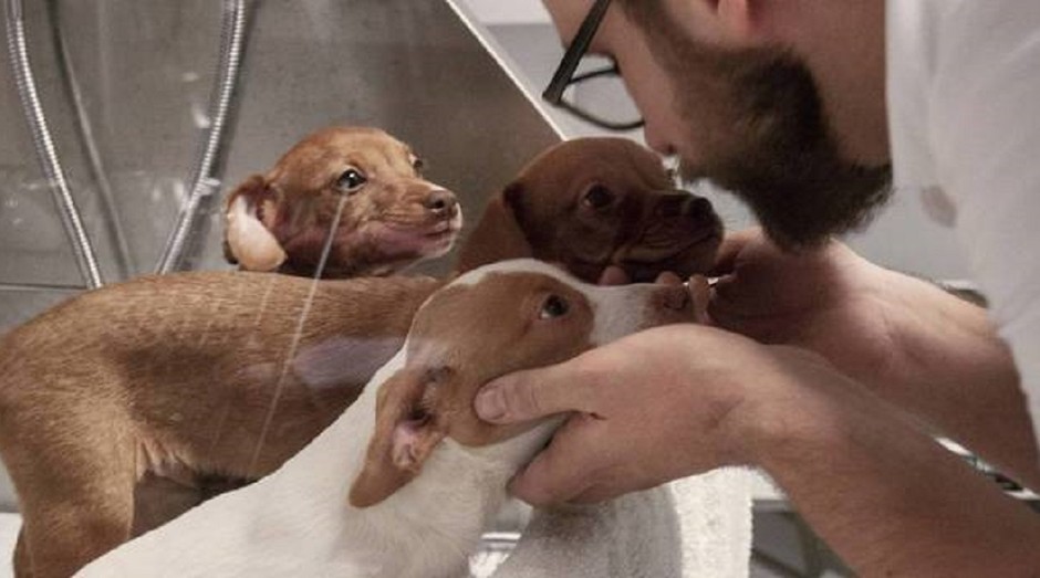 meu cachorro comeu pó de café