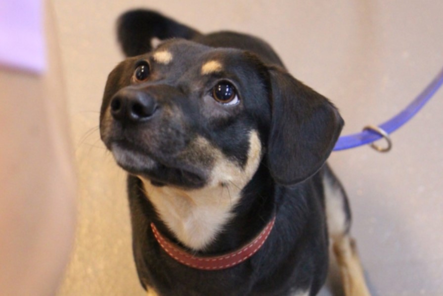 cachorro pode tomar café