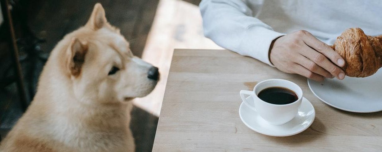 cachorro pode tomar café