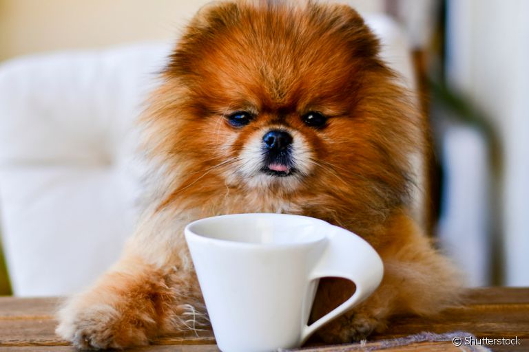 cachorro pode tomar café