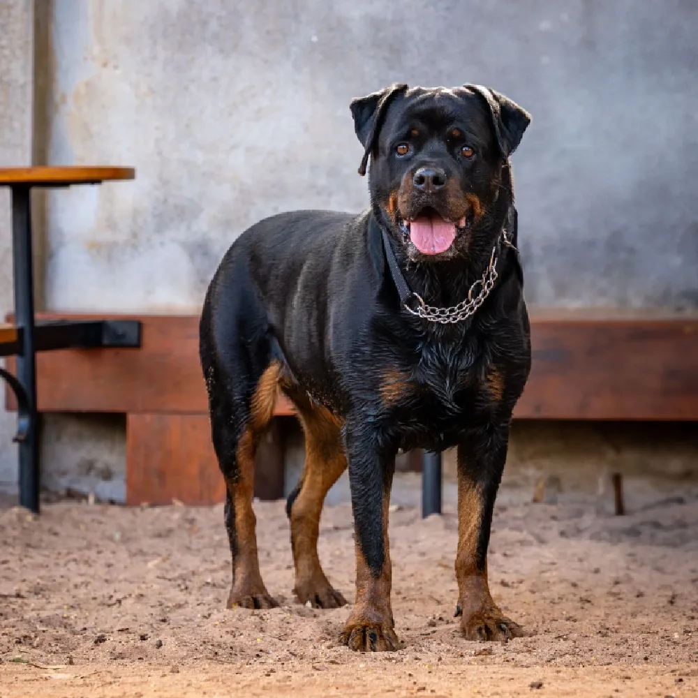 cachorro rottweiler