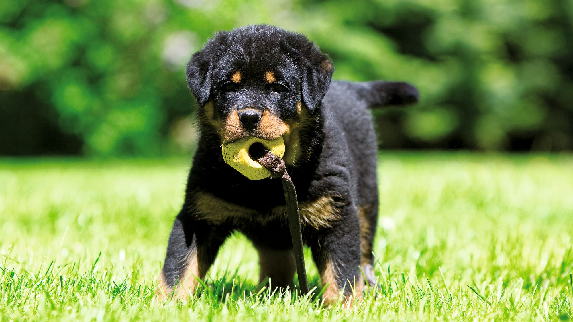 Guia Completo de Adestramento para Rottweilers: Do Filhote ao Adulto