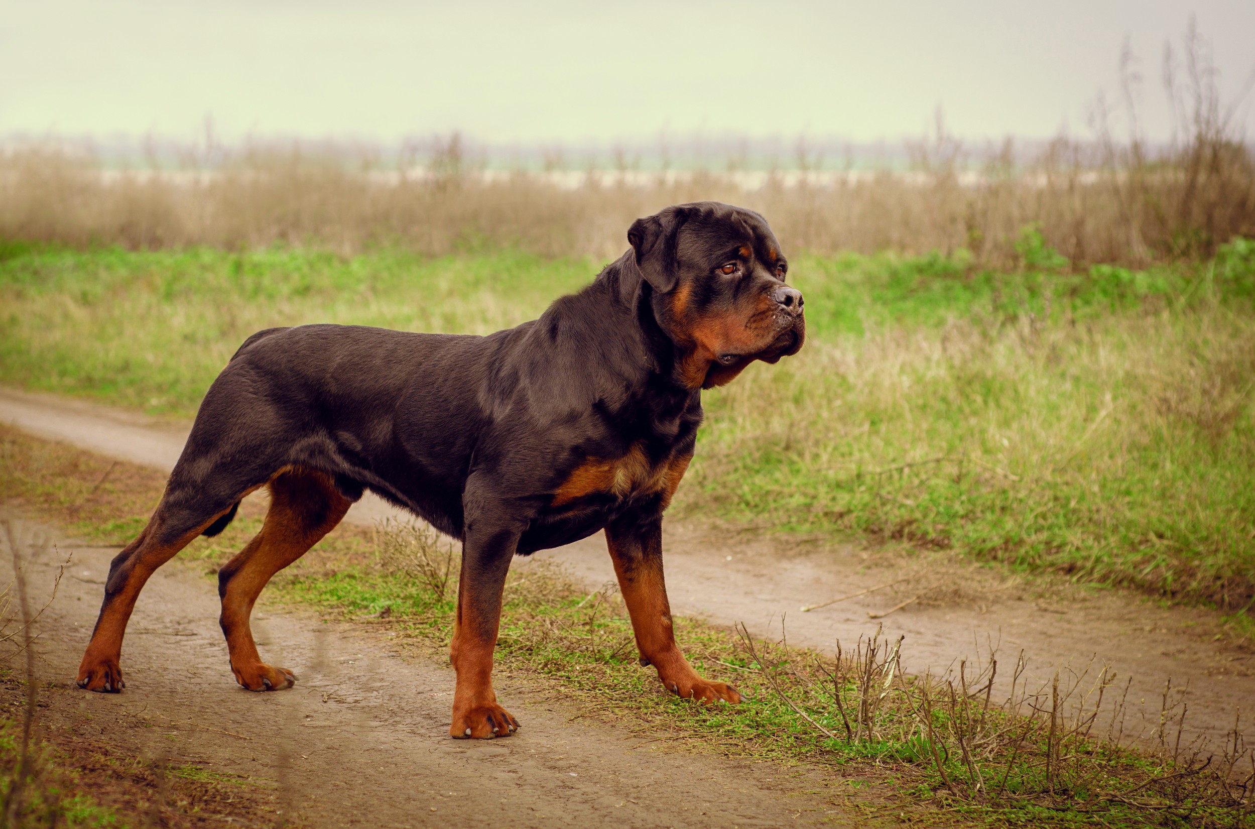 Rottweiler: Como Escolher um Criador Confiável e Evitar Problemas