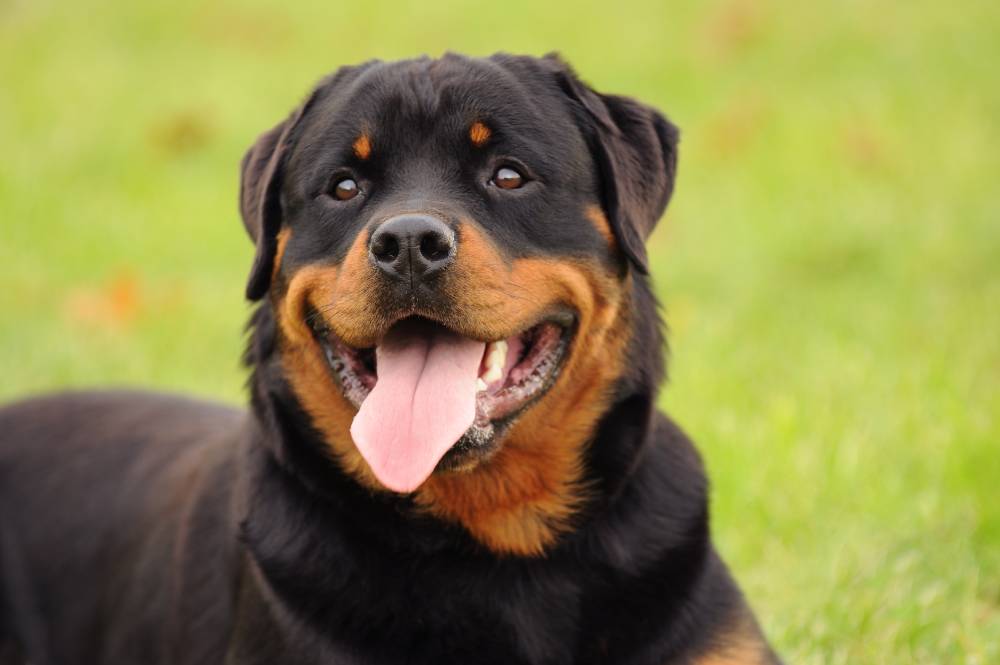 Saúde do Rottweiler: Prevenção e Tratamento das Doenças Mais Comuns