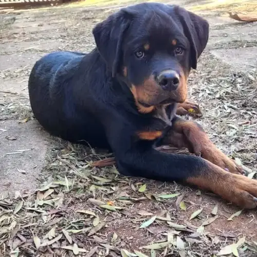 Rottweiler: Como Escolher um Criador Confiável e Evitar Problemas