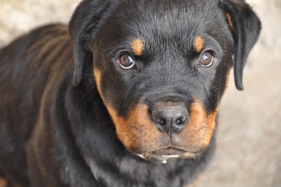 Exercícios Essenciais para o Seu Rottweiler: Mantendo-o Ativo e Saudável