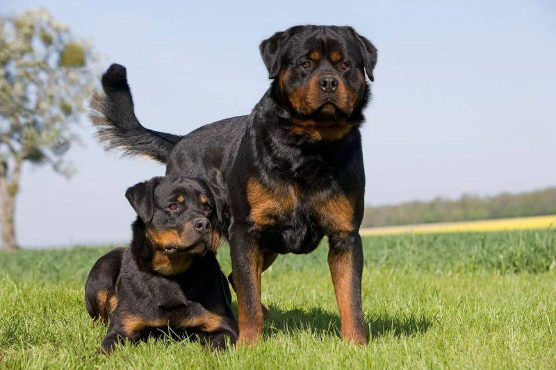 Guia Completo de Adestramento para Rottweilers: Do Filhote ao Adulto