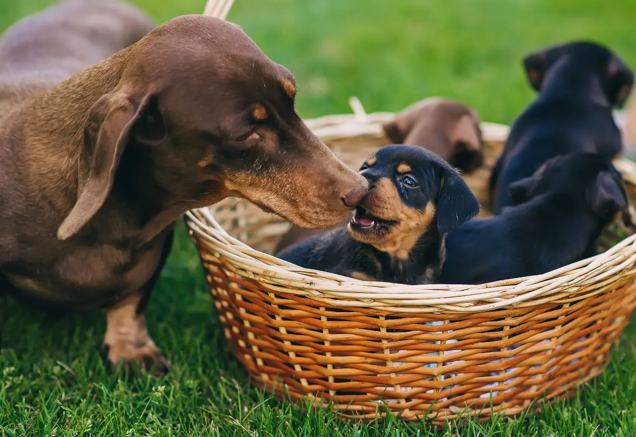filhote de dachshund