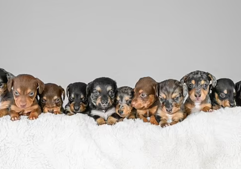filhote de dachshund