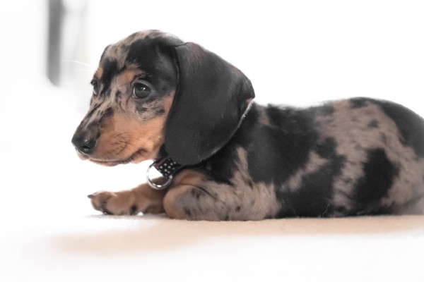 cachorro salsicha filhote