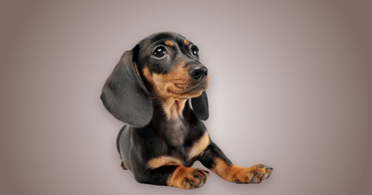 filhote de dachshund