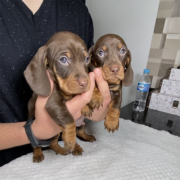 cachorro salsicha filhote