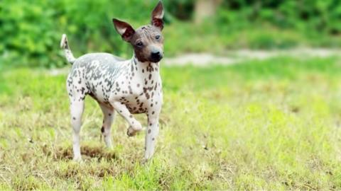 Raças de Cães Sem Pelo Mais Ativas: American Hairless Terrier e Outros