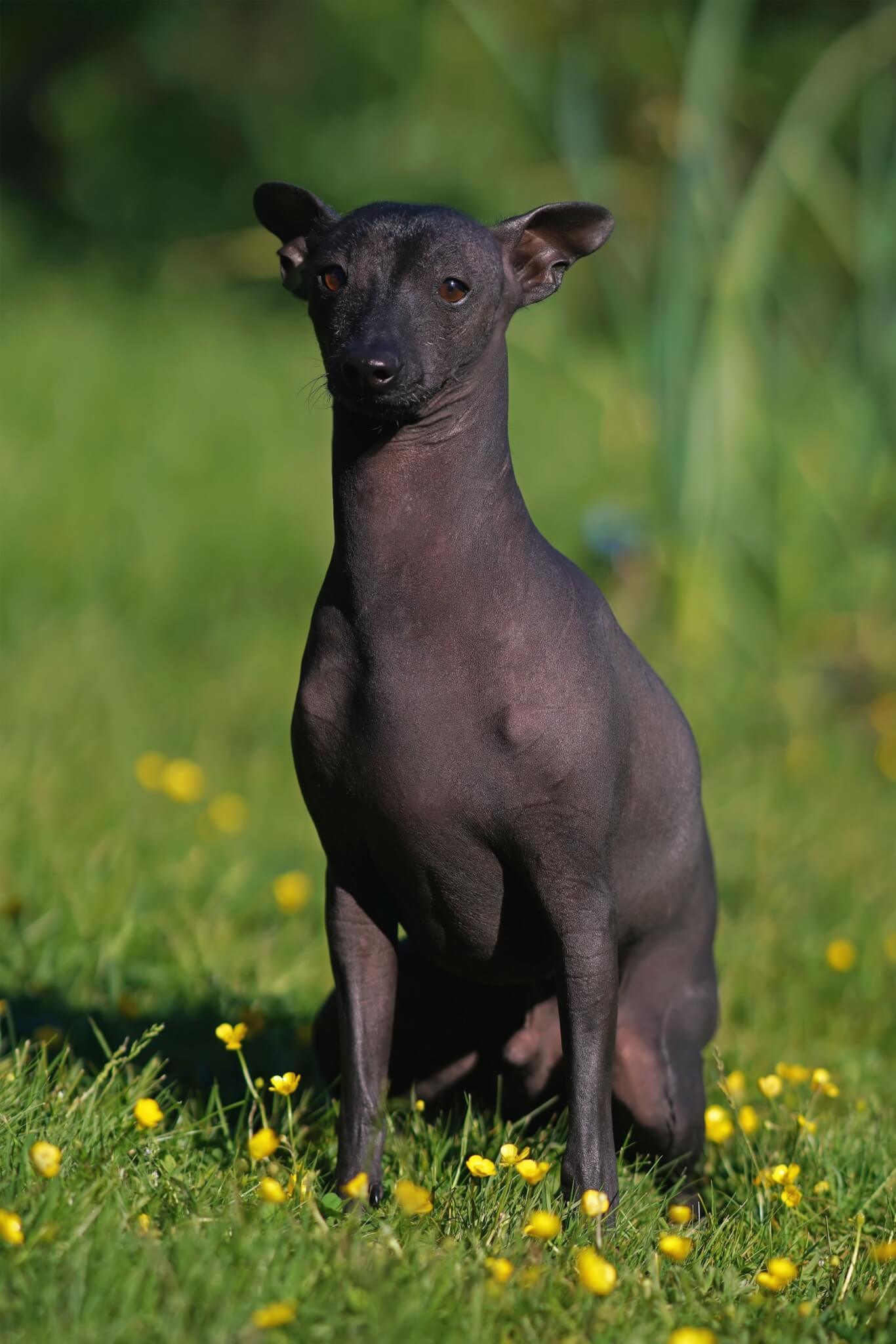 Como Cuidar da Pele de um Cachorro Sem Pelo: Guia Completo