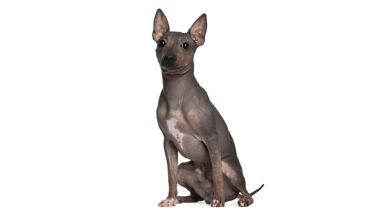 Xoloitzcuintle: Conheça a História e o Temperamento do Cão Sagrado Asteca