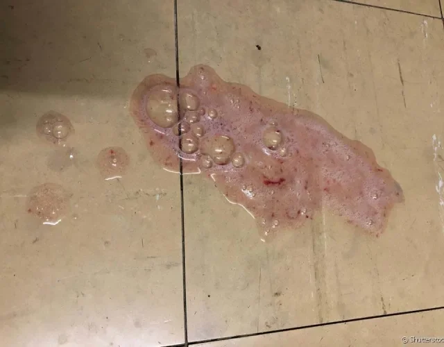 5 sinais de alerta para levar seu cachorro ao veterinário