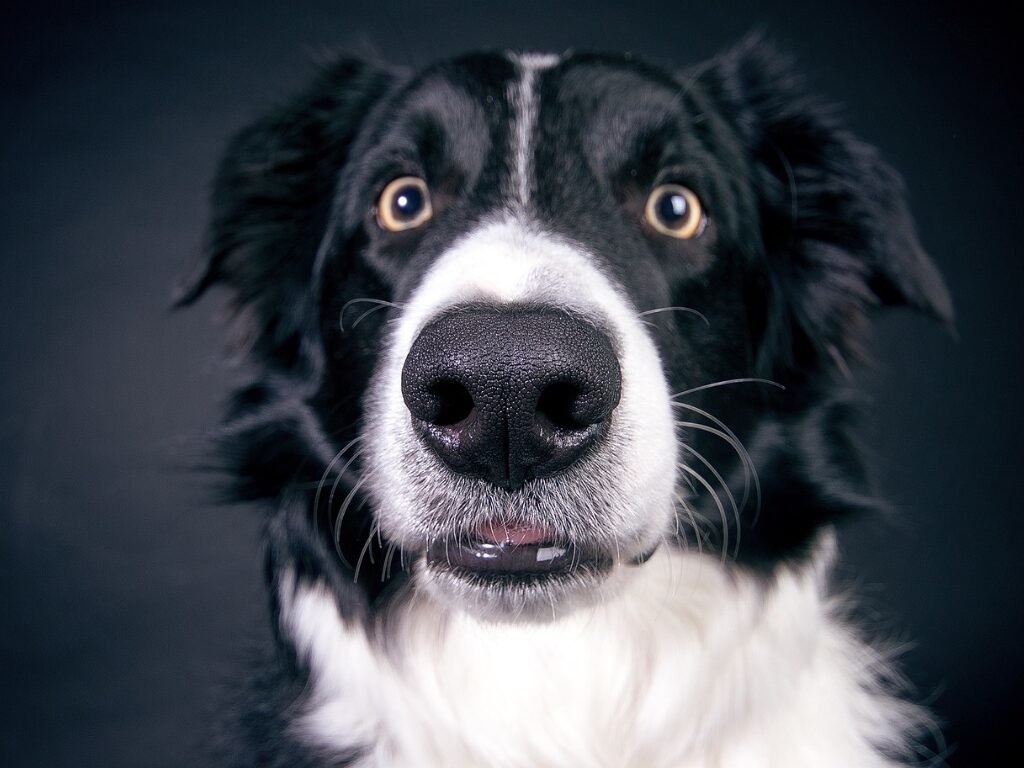 Primeiros socorros para cães: o que fazer em emergências