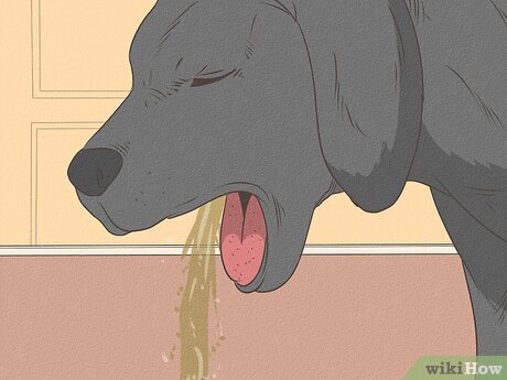 A importância da hidratação e alimentação em cães com problemas gastrointestinais