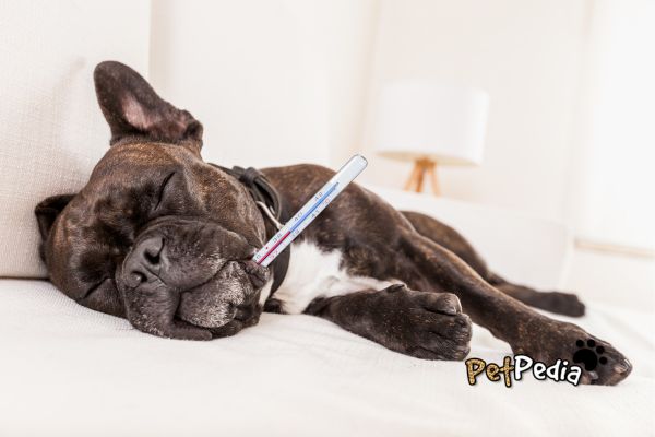 cachorro vomitando borra de café