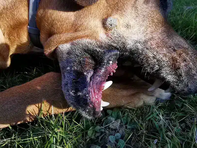 cachorro vomitando sangue e mole