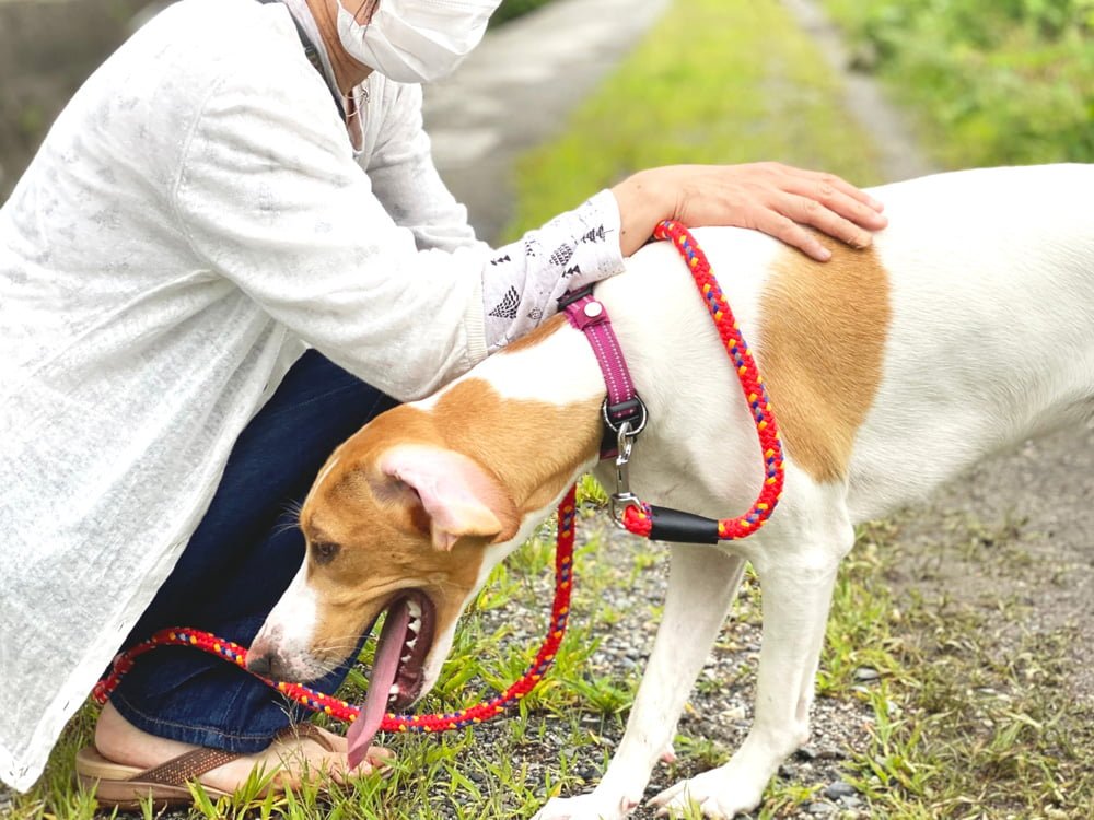 cachorro vomitando sangue