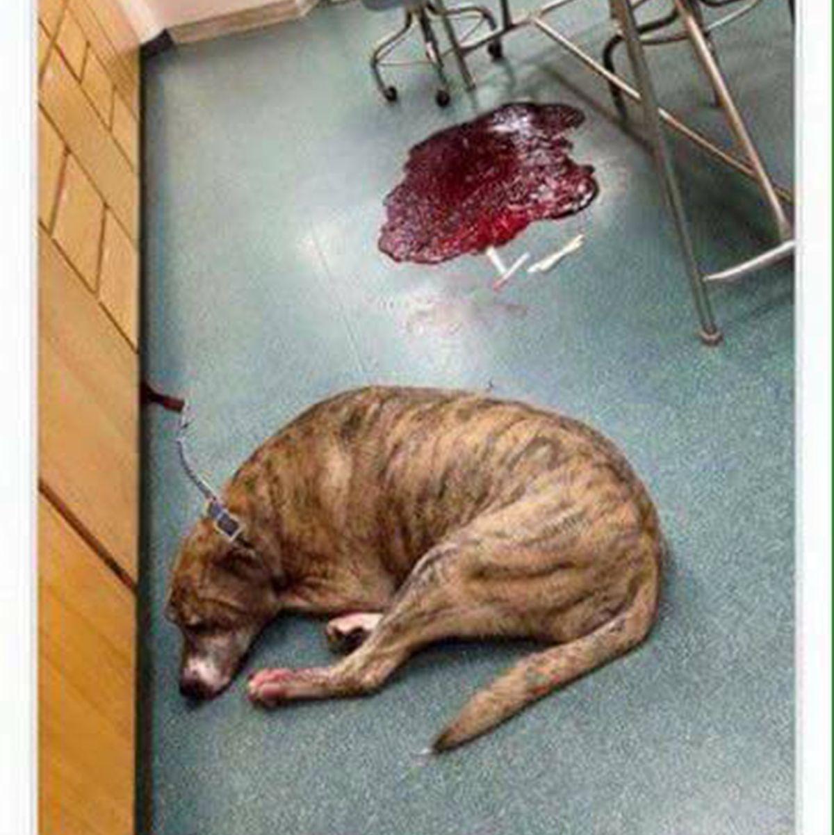 Como identificar e tratar intoxicação em cães