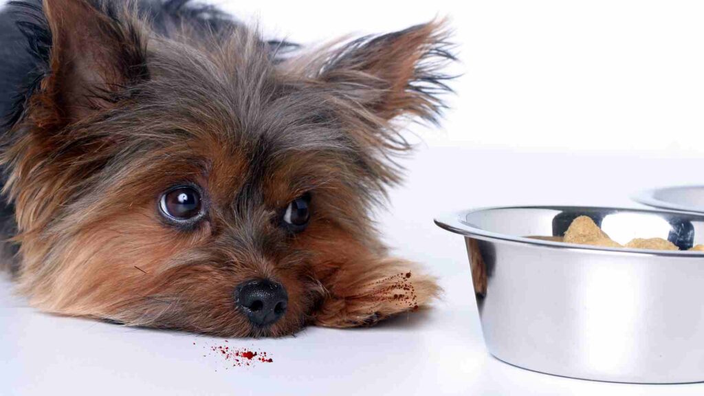 Primeiros socorros para cães: o que fazer em emergências