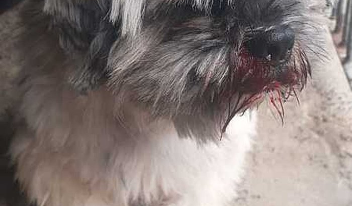 5 sinais de alerta para levar seu cachorro ao veterinário