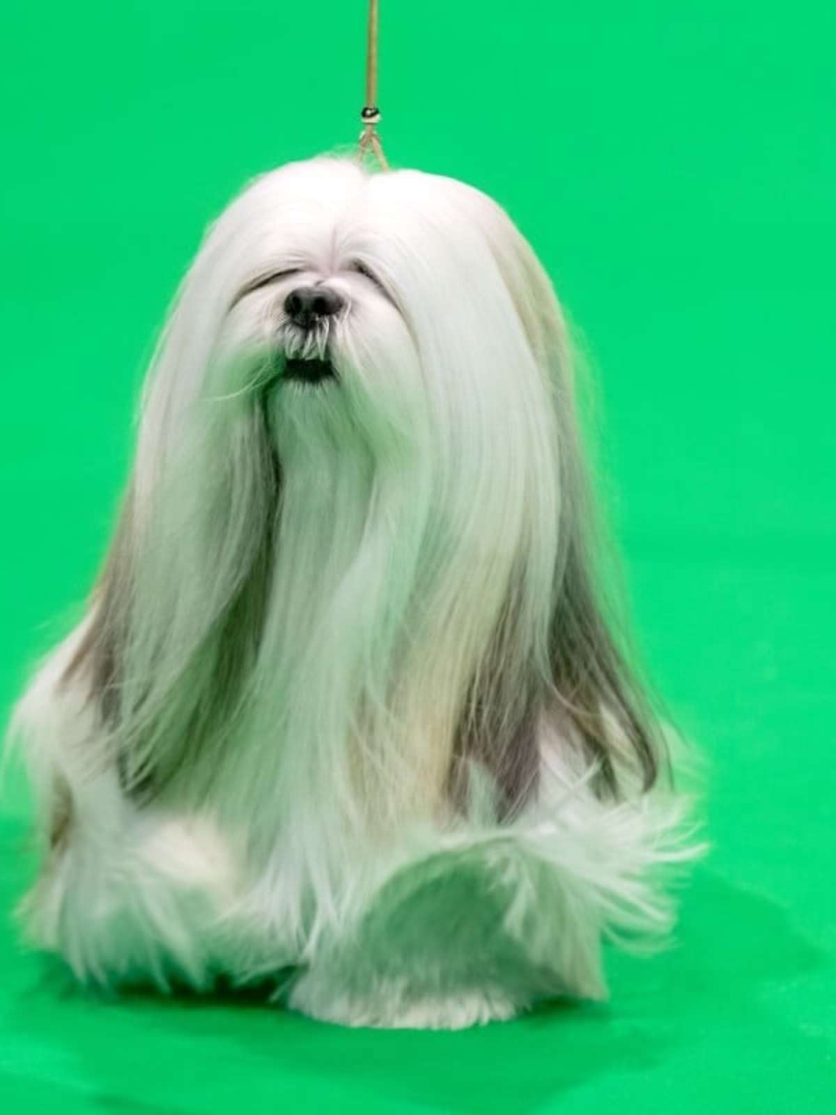 cachorros em desenhos animados