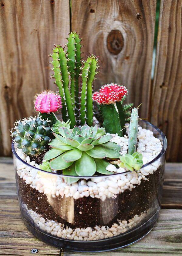 cacto ou suculenta qual escolher para iniciantes