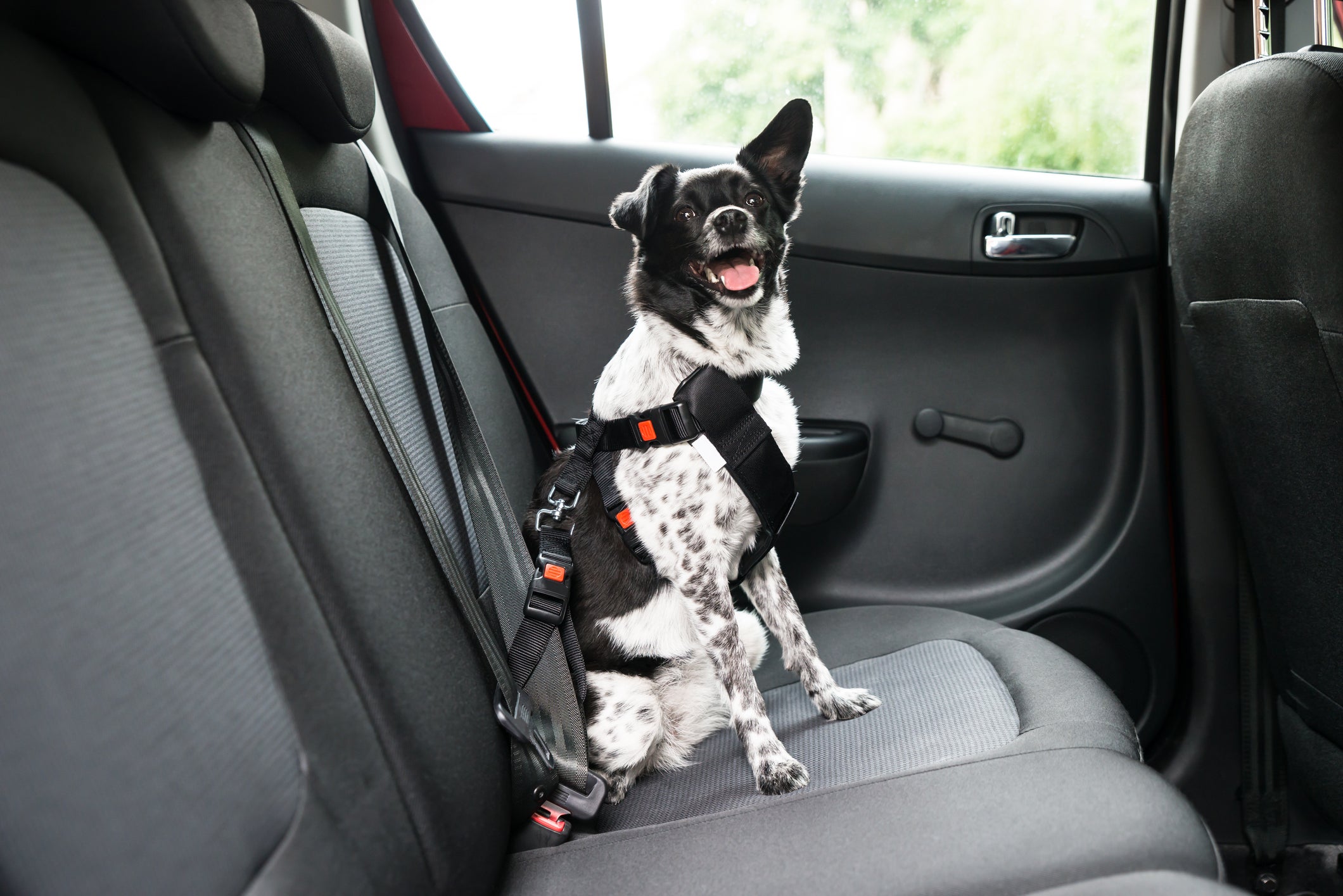 booster para cães no carro