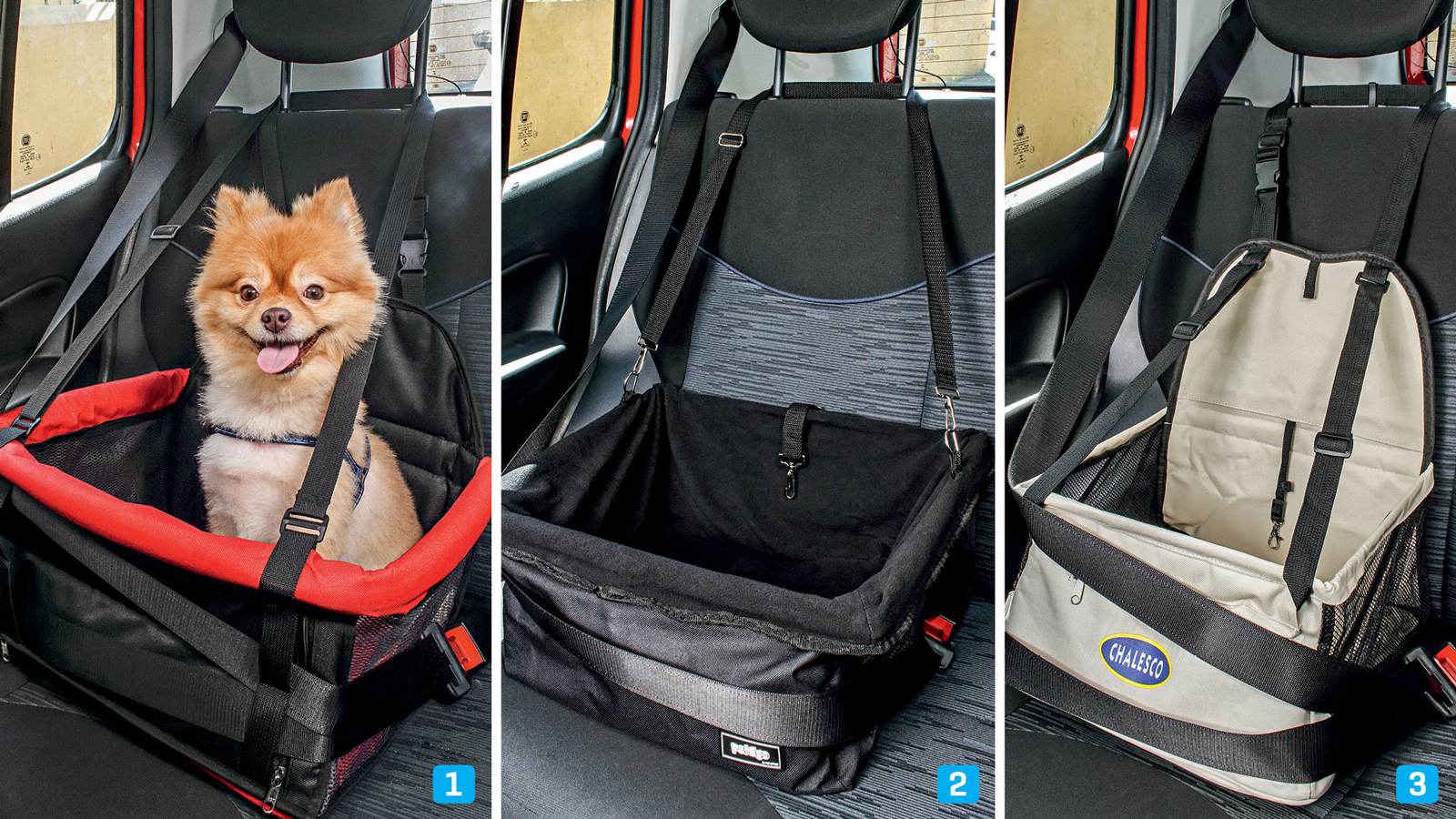 segurança pet viagem carro