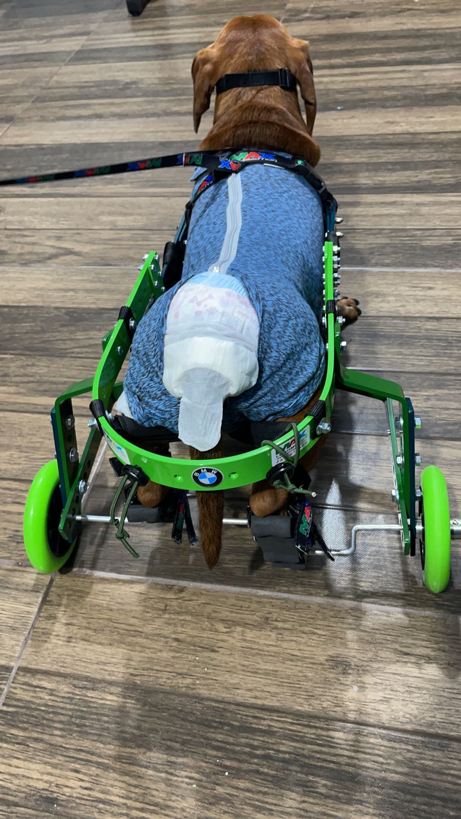 cadeirinha para cães