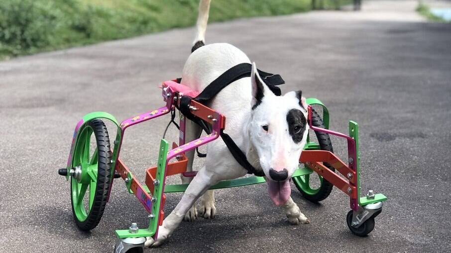 assento de elevação para cachorro