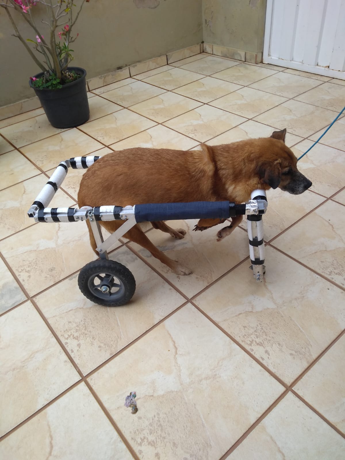 booster para cães no carro