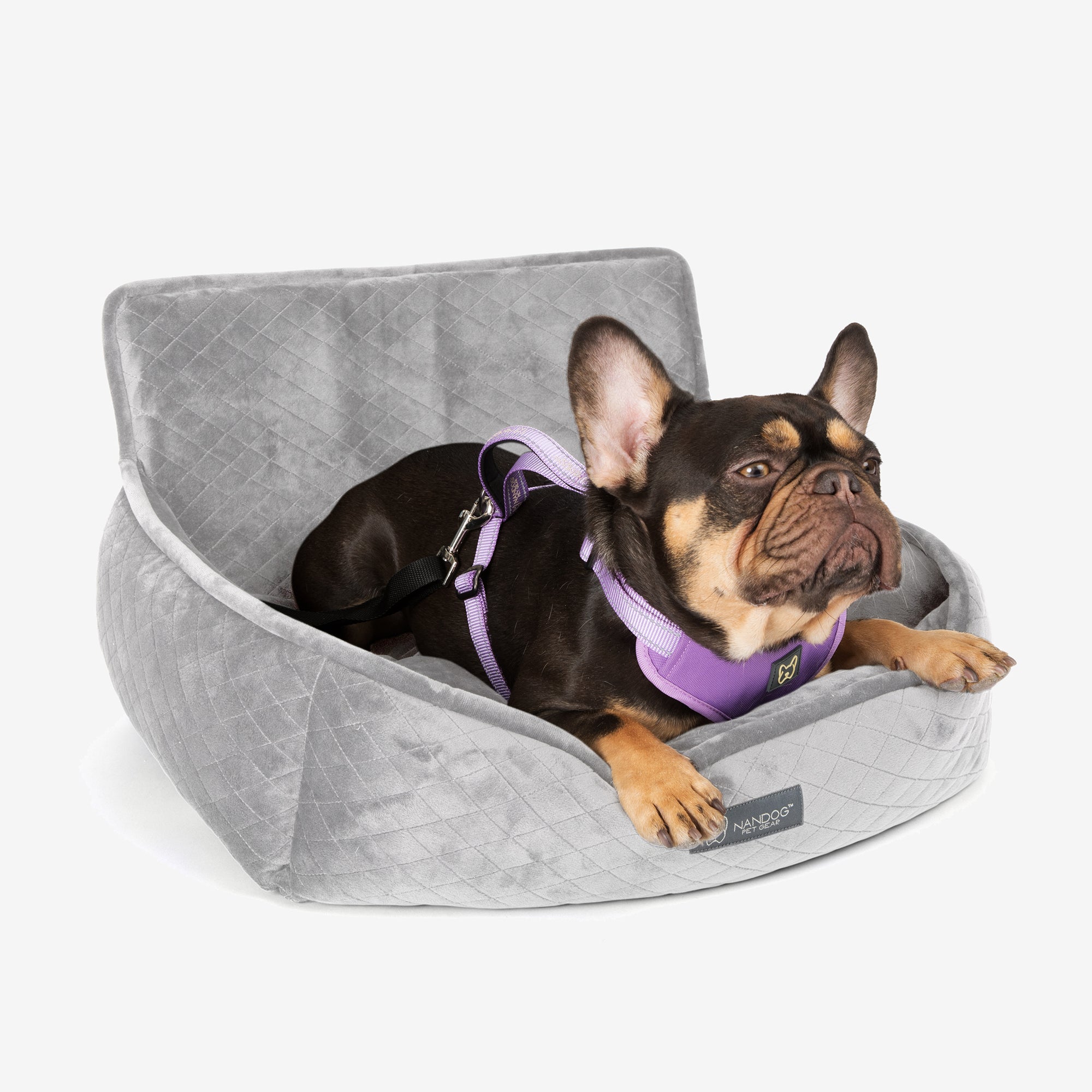 segurança pet viagem carro